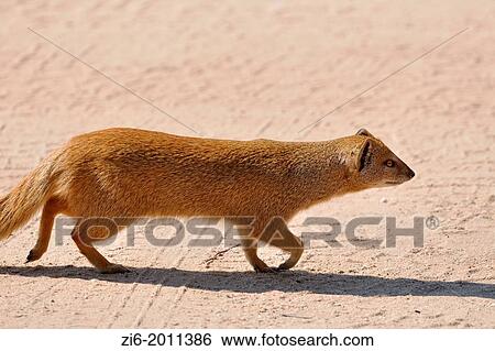 Yellow mongoose, Cynictis penicillata, running, Kgalagadi Transfrontier Park, Northern Cape, South Africa. View Large Photo Image Stock Photograph - Yellow mongoose, Cynictis penicillata, running, Kgalagadi Transfrontier Park, Northern Cape, South Africa.. Fotosearch