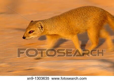Yellow Mongoose (Cynictis penicillata), Kgalagadi Transfrontier Park, Kalahari desert, South Africa. View Large Photo Image Stock Photography - Yellow Mongoose (Cynictis penicillata), Kgalagadi Transfrontier Park, Kalahari desert, South Africa.. Fotosearch