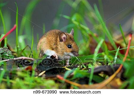 Yellow-necked mouse (Apodemus flavicollis), between grass, vegetation of the ground, Bavaria, germany View Large Photo Image Stock Image - Yellow-necked mouse (Apodemus flavicollis), between grass, vegetation of the ground, Bavaria, germany. Fotosearch