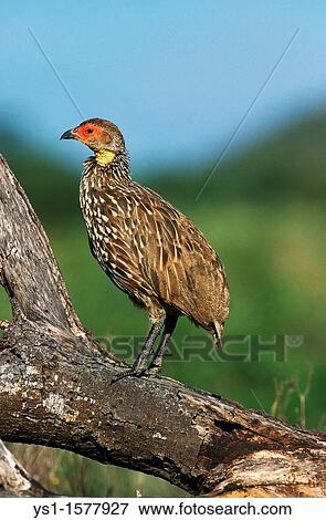 Yellow-Necked Spurfowl, francolinus leucoscepus, Adult, Kenya View Large Photo Image Stock Photo - Yellow-Necked Spurfowl, francolinus leucoscepus, Adult, Kenya. Fotosearch