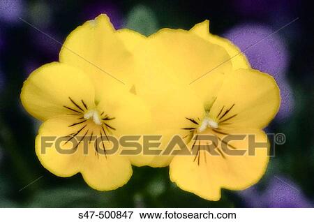 Yellow pansies. Viola x wittrockiana flower. Maryland, USA View Large Photo Image Stock Photo - Yellow pansies. Viola x wittrockiana flower. Maryland, USA. Fotosearch