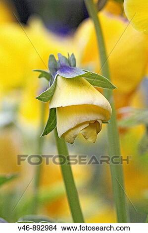 Yellow pansy bud unfolding Unfolding in a spiral a yellow pansy hangs like a miniature art deco lamp Blurred background of yellow pansies in a public garden View Large Photo Image Picture - Yellow pansy bud unfolding Unfolding in a spiral a yellow pansy hangs like a miniature art deco lamp Blurred background of yellow pansies in a public garden. Fotosearch