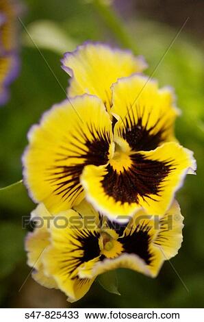 Yellow Pansy Flower Duo. Viola x wittrockiana. View Large Photo Image Stock Image - Yellow Pansy Flower Duo. Viola x wittrockiana.. Fotosearch