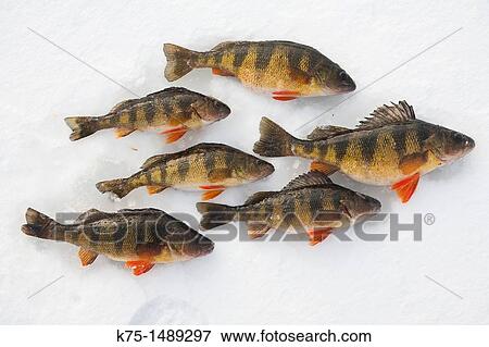 Yellow perch on ice View Large Photo Image Stock Photo - Yellow perch on ice. Fotosearch