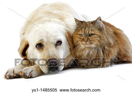 Stock Photography - Yellow Retriever Labrador Female with Tortoiseshell Persian Domestic Female against White Background. Fotosearch