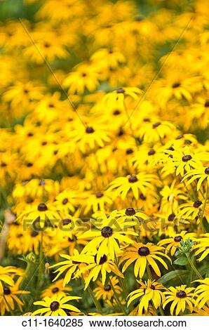 yellow rudbeckia, flowers, close up, detail of petals View Large Photo Image Stock Photography - yellow rudbeckia, flowers, close up, detail of petals. Fotosearch
