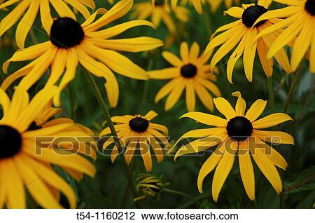 Stock Image - Yellow Rudbeckia Flowers. Fotosearch