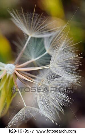 Yellow Salsify, Common Goat? s-beard Tragopogon dubius seed head, Waterton Lakes National Park, Alberta, Canada View Large Photo Image Stock Photo - Yellow Salsify, Common Goat? s-beard Tragopogon dubius seed head, Waterton Lakes National Park, Alberta, Canada. Fotosearch