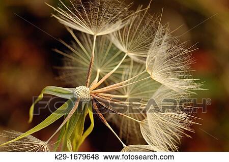 Yellow Salsify, Common Goat? s-beard Tragopogon dubius seed head, Waterton Lakes National Park, Alberta, Canada View Large Photo Image Stock Photo - Yellow Salsify, Common Goat? s-beard Tragopogon dubius seed head, Waterton Lakes National Park, Alberta, Canada. Fotosearch