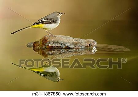 Yellow wagtail Motacilla flavapond reflex, Alicante, Spain, Europe View Large Photo Image Stock Image - Yellow wagtail Motacilla flavapond reflex, Alicante, Spain, Europe. Fotosearch