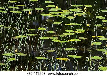 Stock Image - Yellow water lilies and grasses in wetland. Worthington, ON, Canada. Fotosearch