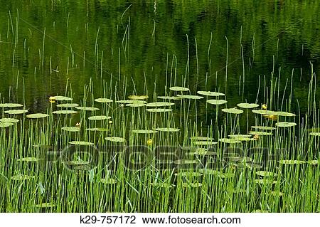 Stock Image - Yellow water lily pads and emergent rushes/sedges in Fairbank Creek. Fotosearch