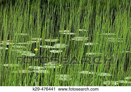 Yellow water lily pads and grasses. Worthington. Ontario, Canada View Large Photo Image Stock Image - Yellow water lily pads and grasses. Worthington. Ontario, Canada. Fotosearch