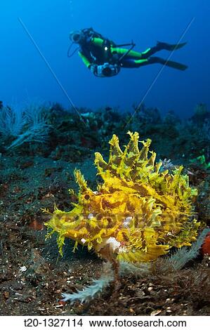 Yellow Weedy Scorpionfish, Rhinopias frondosa, Alam Batu, Bali, Indonesia View Large Photo Image Picture - Yellow Weedy Scorpionfish, Rhinopias frondosa, Alam Batu, Bali, Indonesia. Fotosearch