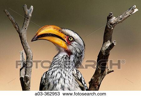 Yellowbilled Hornbill (Tockus flavirostris). Kgalagadi Transfrontier Park, South Africa. View Large Photo Image Stock Image - Yellowbilled Hornbill (Tockus flavirostris). Kgalagadi Transfrontier Park, South Africa.. Fotosearch