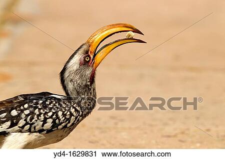 Yellowbilled Hornbill Tockus flavirostris, eating, Mabuasehube, Kgalagadi Transfrontier Park, Botswana View Large Photo Image Stock Image - Yellowbilled Hornbill Tockus flavirostris, eating, Mabuasehube, Kgalagadi Transfrontier Park, Botswana. Fotosearch