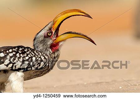 Stock Photo - Yellowbilled hornbill Tockus flavirostris, eating, Mabuasehube, Kgalagadi Transfrontier Park, Kalahari desert, Botswana. Fotosearch