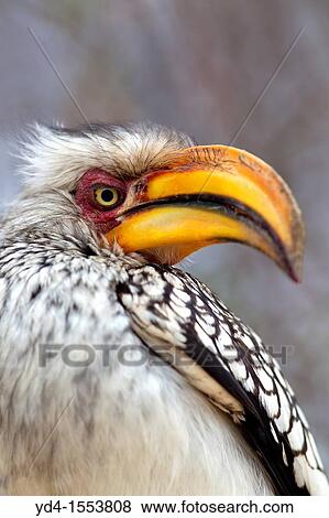 Yellowbilled hornbill Tockus flavirostris, Kruger National Park, South Africa View Large Photo Image Stock Photo - Yellowbilled hornbill Tockus flavirostris, Kruger National Park, South Africa. Fotosearch