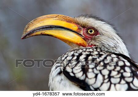 Yellowbilled hornbill Tockus flavirostris, Kruger National Park, South Africa View Large Photo Image Stock Photo - Yellowbilled hornbill Tockus flavirostris, Kruger National Park, South Africa. Fotosearch