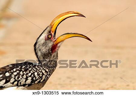 Yellowbilled hornbill Tockus flavirostris, Mabuasehube, Kgalagadi Transfrontier Park, Kalahari desert, Botswana View Large Photo Image Stock Photography - Yellowbilled hornbill Tockus flavirostris, Mabuasehube, Kgalagadi Transfrontier Park, Kalahari desert, Botswana. Fotosearch