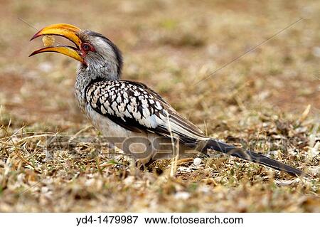 Yellowbilled hornbill Yockus flavorostris, Kruger National Park, South Africa View Large Photo Image Stock Photo - Yellowbilled hornbill Yockus flavorostris, Kruger National Park, South Africa. Fotosearch