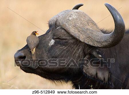 Yellowbilled Oxpecker (Buphagus africanus) and Cape Buffalo (Syncerus caffer). Masai Mara. Kenya View Large Photo Image Stock Photo - Yellowbilled Oxpecker (Buphagus africanus) and Cape Buffalo (Syncerus caffer). Masai Mara. Kenya. Fotosearch