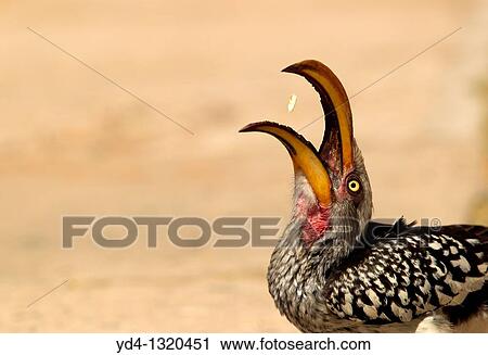 Yellowbillled Hornbill Tockus flavirostris, eating, Mabuasehube, Kalahari desert, Botswana View Large Photo Image Stock Image - Yellowbillled Hornbill Tockus flavirostris, eating, Mabuasehube, Kalahari desert, Botswana. Fotosearch