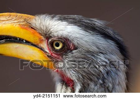 Stock Image - Yellowbillled Hornbill (Tockus flavirostris), Mabuasehube, Kalahari desert, Botswana.. Fotosearch