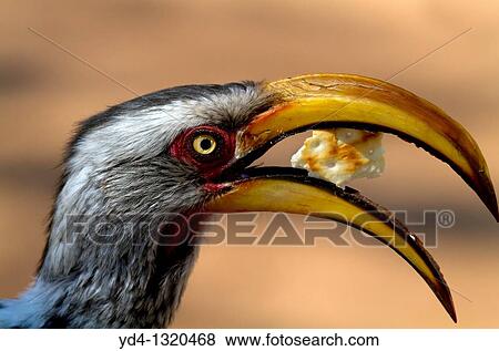 Yellowbillled Hornbill Tockus flavirostris, eating, Mabuasehube, Kalahari desert, Botswana View Large Photo Image Stock Photo - Yellowbillled Hornbill Tockus flavirostris, eating, Mabuasehube, Kalahari desert, Botswana. Fotosearch