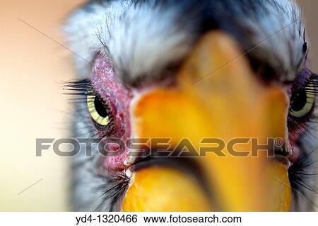 Yellowbillled Hornbill Tockus flavirostris, Mabuasehube, Kalahari desert, Botswana View Large Photo Image Stock Photograph - Yellowbillled Hornbill Tockus flavirostris, Mabuasehube, Kalahari desert, Botswana. Fotosearch