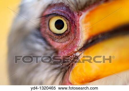 Yellowbillled Hornbill Tockus flavirostris, Mabuasehube, Kalahari desert, Botswana View Large Photo Image Stock Photography - Yellowbillled Hornbill Tockus flavirostris, Mabuasehube, Kalahari desert, Botswana. Fotosearch