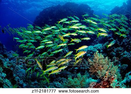 Yellowfin goatfishes swimming on the Fury shoal's reef in red sea Egypt. Mulloidichthys vanicolensis. View Large Photo Image Stock Photo - Yellowfin goatfishes swimming on the Fury shoal's reef in red sea Egypt. Mulloidichthys vanicolensis.. Fotosearch