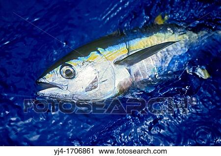 yellowfin tuna or ahi in Hawaiian, Thunnus albacares, juvenile, shibi or shibiko in Hawaiian, offshore, Kona Coast, Big Island, Hawaii, USA, Pacific Ocean View Large Photo Image Stock Image - yellowfin tuna or ahi in Hawaiian, Thunnus albacares, juvenile, shibi or shibiko in Hawaiian, offshore, Kona Coast, Big Island, Hawaii, USA, Pacific Ocean. Fotosearch