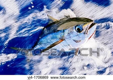 yellowfin tuna or ahi in Hawaiian, Thunnus albacares, juvenile, shibi or shibiko in Hawaiian, offshore, Kona Coast, Big Island, Hawaii, USA, Pacific Ocean View Large Photo Image Stock Photo - yellowfin tuna or ahi in Hawaiian, Thunnus albacares, juvenile, shibi or shibiko in Hawaiian, offshore, Kona Coast, Big Island, Hawaii, USA, Pacific Ocean. Fotosearch