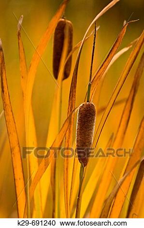 Yellowing cattail leaves in late summer View Large Photo Image Stock Image - Yellowing cattail leaves in late summer. Fotosearch