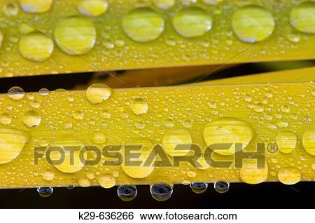 Yellowing garden iris leaves and raindrops in autumn View Large Photo Image Stock Photograph - Yellowing garden iris leaves and raindrops in autumn. Fotosearch