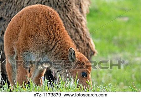 Stock Photo - Yellowstone, American Bison calf in Lamar Valley at Yellowstone National Park in northwestern Wyoming. Fotosearch