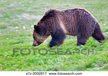 Yellowstone, Grizzly Bear near North Twin Lake at Yellowstone National Park in northern Wyoming. View Large Photo Image Stock Photo - Yellowstone, Grizzly Bear near North Twin Lake at Yellowstone National Park in northern Wyoming.. Fotosearch