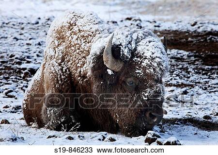 Yellowstone National Park 2009 View Large Photo Image Stock Image - Yellowstone National Park 2009. Fotosearch