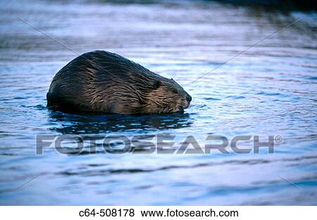 Stock Photo - Yellowstone National Park. USA. Fotosearch