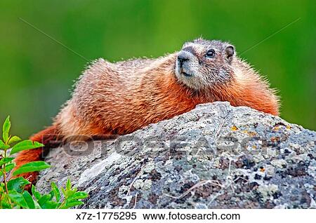 Yellowstone, Yellow Bellied Marmot at Wraith Falls below the Blacktail Deer Plateau at Yellowstone National Park in northern Wyoming View Large Photo Image Stock Photography - Yellowstone, Yellow Bellied Marmot at Wraith Falls below the Blacktail Deer Plateau at Yellowstone National Park in northern Wyoming. Fotosearch
