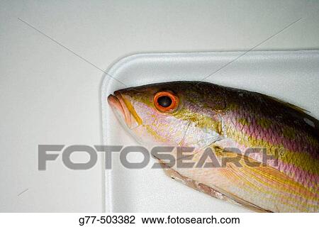 Yellowtail snapper. View Large Photo Image Stock Image - Yellowtail snapper.. Fotosearch
