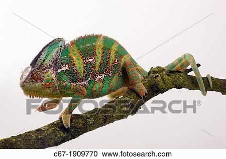 Yemen or Veiled Chameleon Chamaeleo calytratus portrait View Large Photo Image Stock Image - Yemen or Veiled Chameleon Chamaeleo calytratus portrait. Fotosearch
