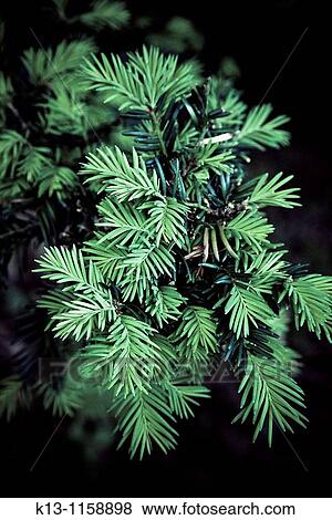 Yew tree leaf Natural Park of San Zadornil and Forestry Obarenes Burgos Castilla y Le? n Spain View Large Photo Image Stock Photo - Yew tree leaf Natural Park of San Zadornil and Forestry Obarenes Burgos Castilla y Le? n Spain. Fotosearch