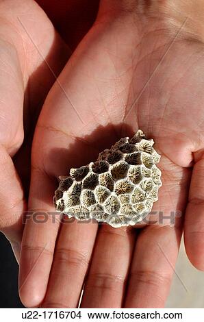 Yomitan, Okinawa, Japan: coral at the beach near Cape Zanpa View Large Photo Image Picture - Yomitan, Okinawa, Japan: coral at the beach near Cape Zanpa. Fotosearch