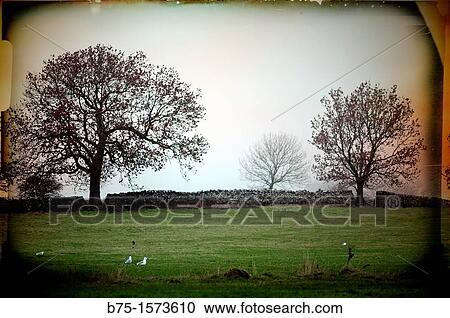 Yorkshire Dales, North Yorkshire, England, UK, Field, trees View Large Photo Image Stock Image - Yorkshire Dales, North Yorkshire, England, UK, Field, trees. Fotosearch