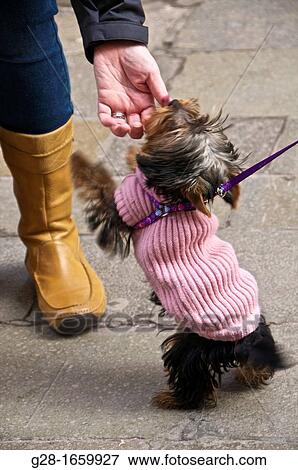 Yorkshire dog with pink knitted coat playing with his mistress's hand, in the street View Large Photo Image Stock Photo - Yorkshire dog with pink knitted coat playing with his mistress's hand, in the street. Fotosearch