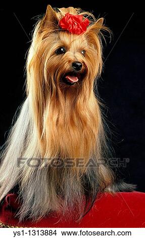 YORKSHIRE TERRIER, ADULT AGAINST BLACK BACKGROUND View Large Photo Image Picture - YORKSHIRE TERRIER, ADULT AGAINST BLACK BACKGROUND. Fotosearch