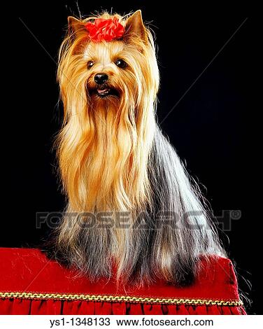 YORKSHIRE TERRIER, ADULT WELL BRUSHED BEFORE DOG COMPETITION View Large Photo Image Stock Image - YORKSHIRE TERRIER, ADULT WELL BRUSHED BEFORE DOG COMPETITION. Fotosearch