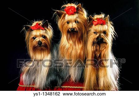 YORKSHIRE TERRIER, ADULT WELL BRUSHED BEFORE A DOG COMPETITION View Large Photo Image Stock Image - YORKSHIRE TERRIER, ADULT WELL BRUSHED BEFORE A DOG COMPETITION. Fotosearch